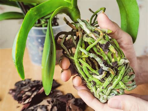 Orchid health - Jun 1, 2021 · Sign #1: Your orchid boasts thick, rubbery leaves. Sign #2: Your plant’s foliage is uniformly green, not mottled or yellowing. Sign #3: Your orchid’s roots appear white with green tips. Sign #4: Your plant’s blooms are plentiful and vibrant. Sign #5: Your orchid is showing signs of new growth. 